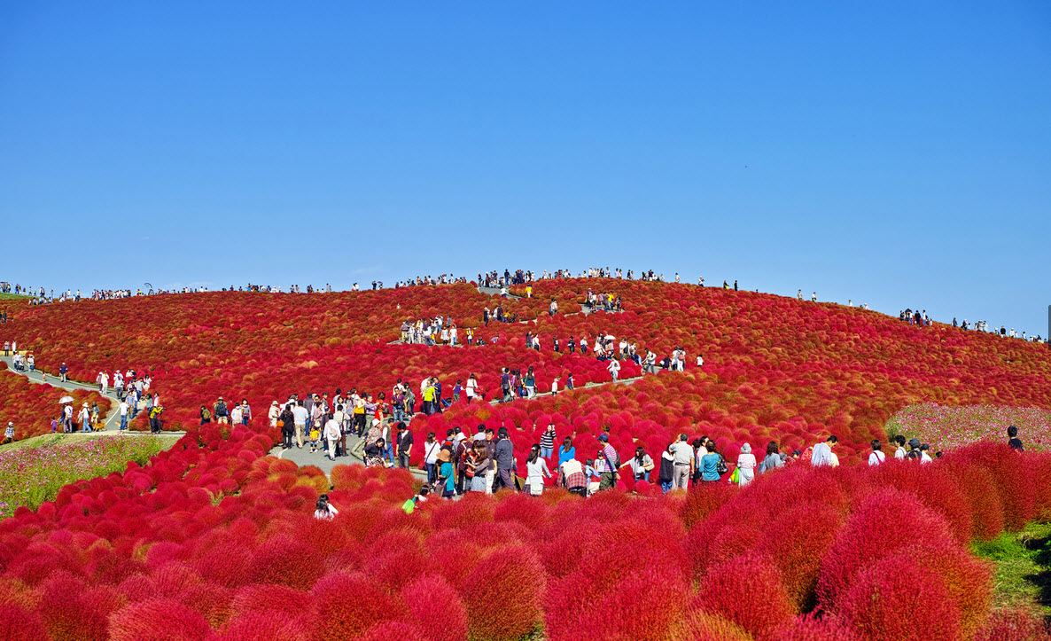 hitachi-seaside-park